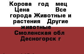 Корова 1 год 4 мец › Цена ­ 27 000 - Все города Животные и растения » Другие животные   . Смоленская обл.,Десногорск г.